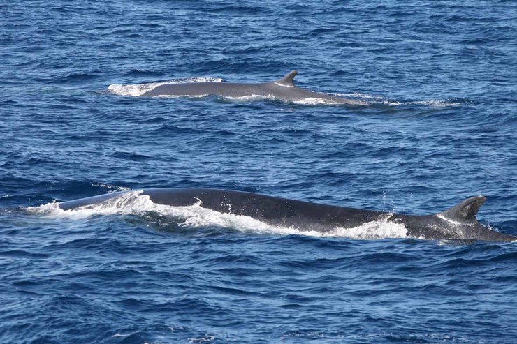 Unha balea varada en Burela define as migracións da especie no Pleistoceno