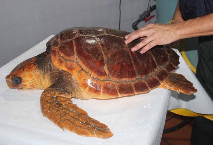 A tartaruga achada moribunda nun aparello de pesca no Vicedo quedará libre