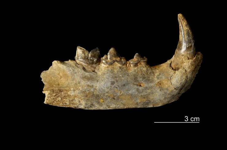 Leóns e rinocerontes poboaron Lugo hai 110.000 anos