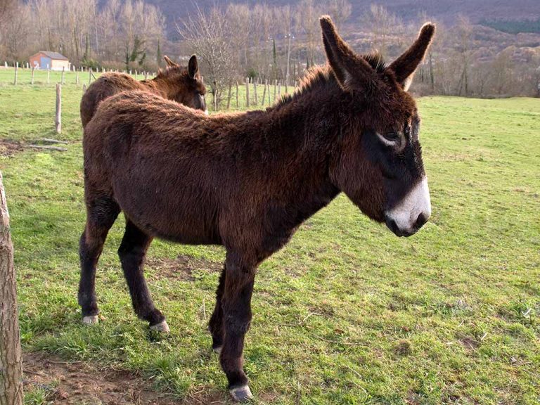 Chámalle burro ao cabalo: 1.317 expresións con animais do galego