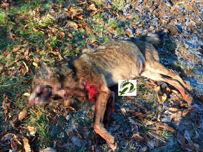 Animalistas critican a autorización de batidas de lobos en Abadín e Vilalba