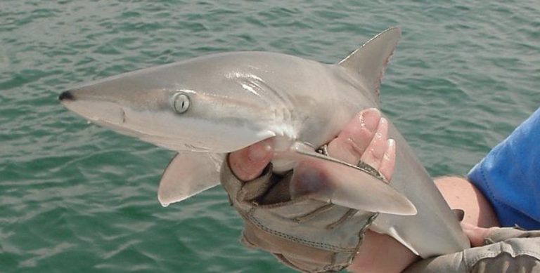 Irlanda impón 339.000 euros de aval a un barco de Burela por cortar aletas de tiburón