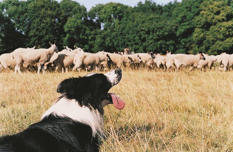 Lourenzá acollerá un curso de adestramento de cans de pastoreo