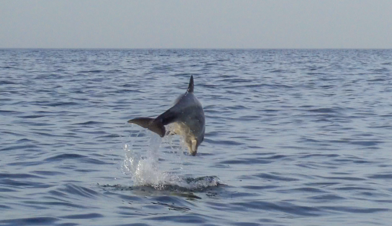 As migracións rápidas de arroaces desde o sur de Galicia á Mariña asombran aos científicos