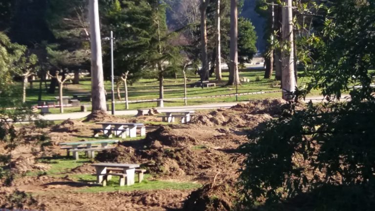 Por Viveiro pide ao goberno municipal que explique o atraso na restauración de árbores no parque Pernas Peón