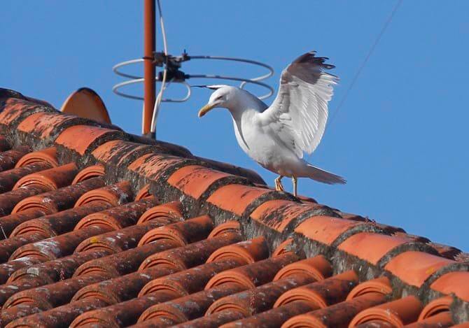 Remata unha campaña de control da gaivota patiamarela en Viveiro logo de numerosas reclamacións da veciñanza