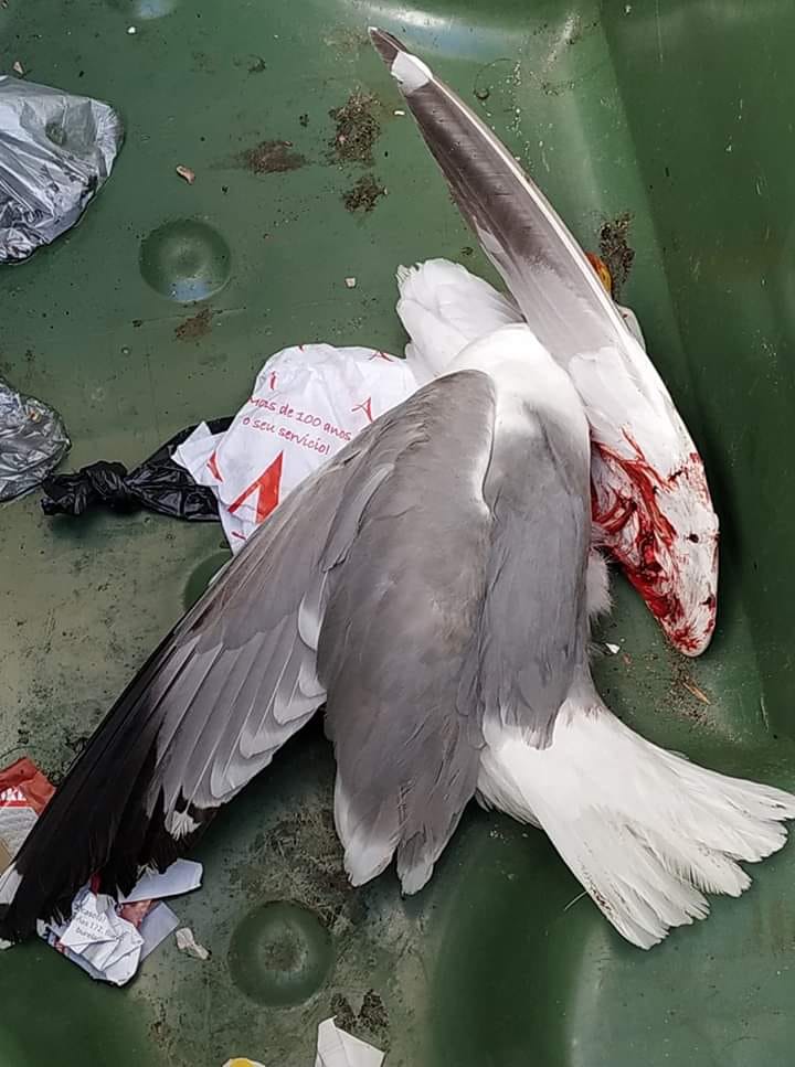 Mondoñedo expedienta ao traballador municipal que matou unha gaivota a paus