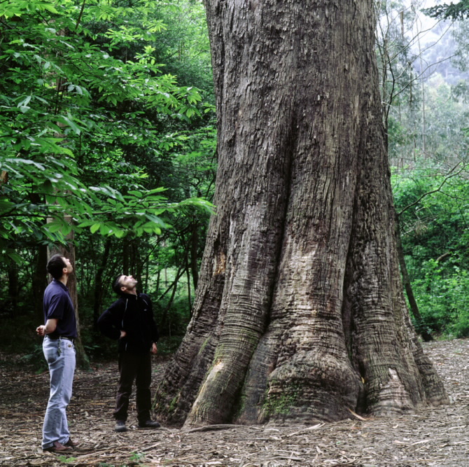 Critican que a Xunta protexa o eucaliptal de Chavín cando “esquece biodiversidade e parques naturais”