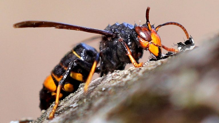 Xove comeza a terceira campaña contra a vespa velutina