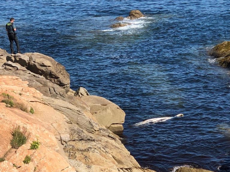 Atopan morta unha balea nunha cala próxima á praia de Limosa