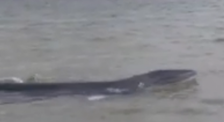 (VÍDEO) Expectación tras aparecer na praia do Torno unha cría de balea alibranca