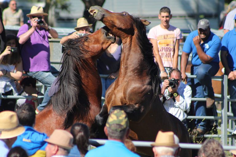 A Rapa das Bestas de Candaoso celebrarase sen loita de garañóns por primeira vez en 51 anos