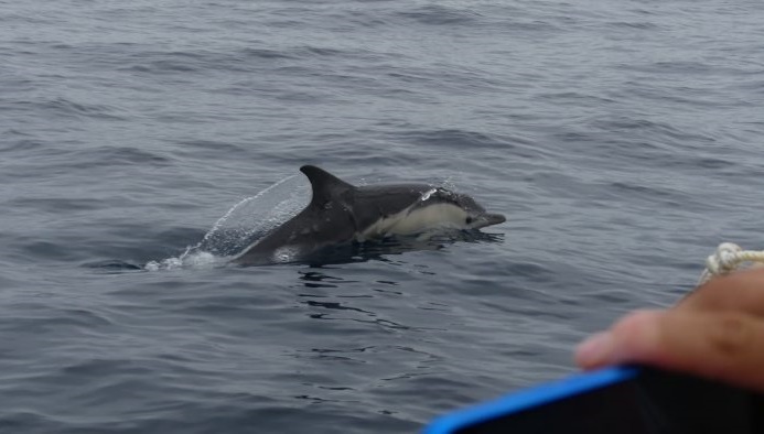 Aprendices de científicos: o Cemma convida a participar nas saídas para estudar os cetáceos na Mariña