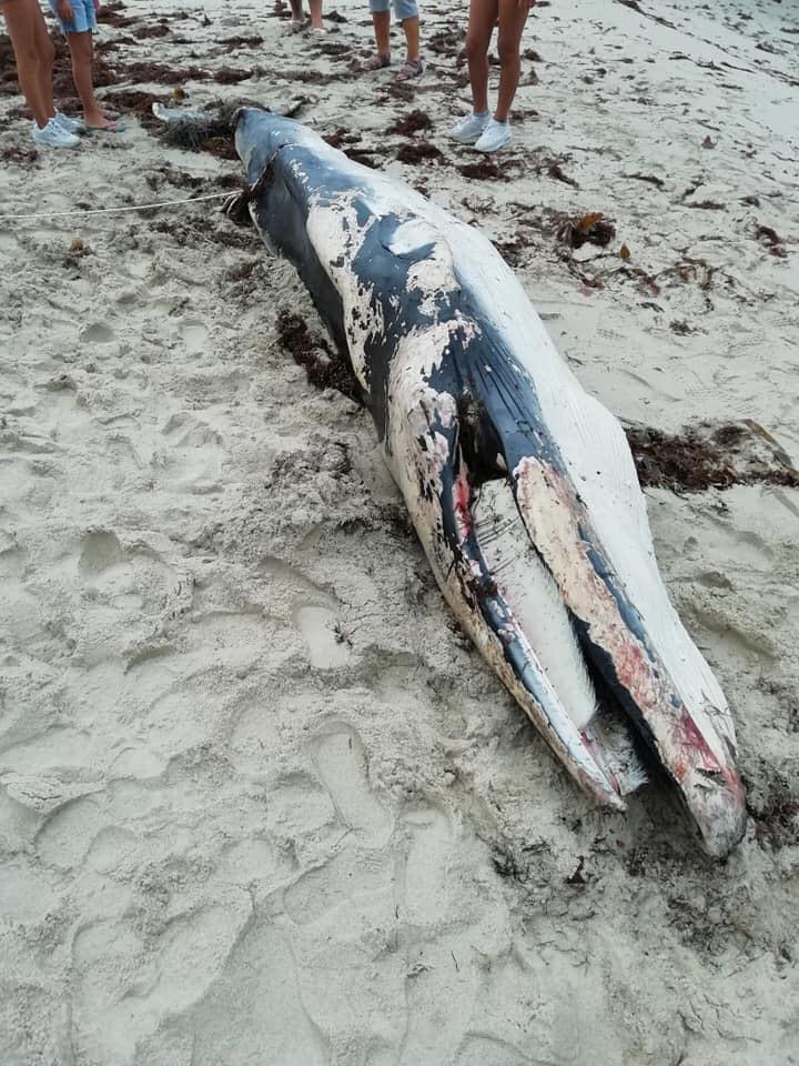 Atopan o cadáver dunha balea alibranca na praia de Llas