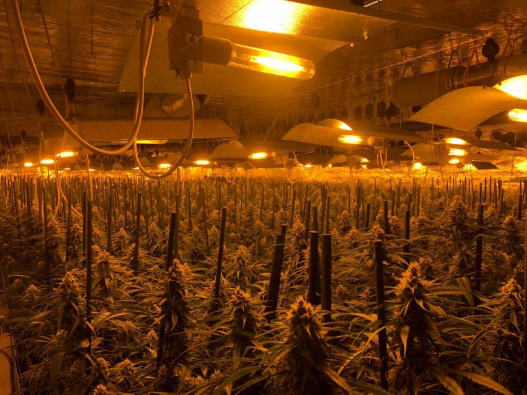 Dous detidos por unha instalación con 1.000 plantas de marihuana en Barreiros