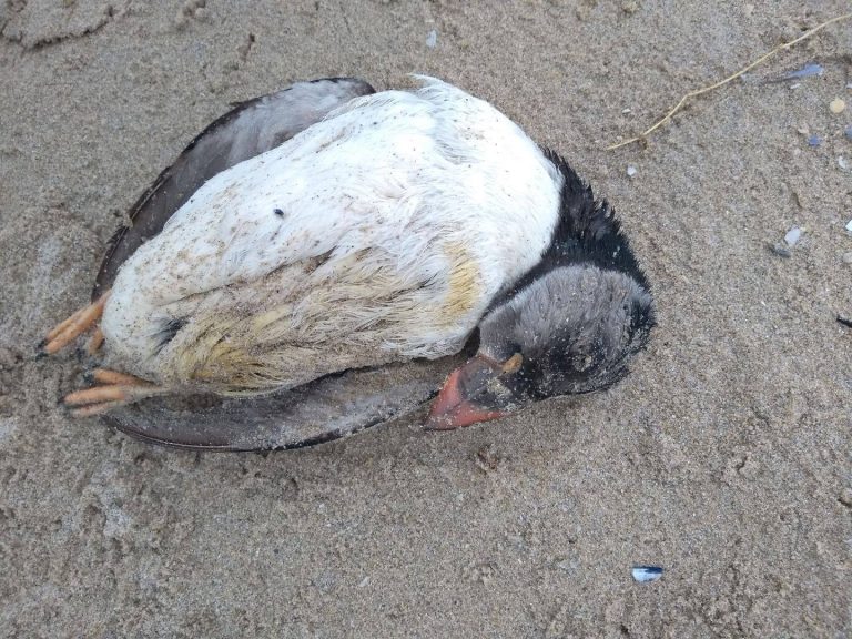 Atopan na Mariña gaivotas afectadas por unha vertedura que matou decenas de aves no litoral galego