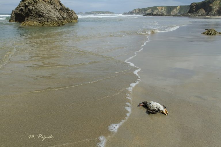 As aves mortas ou feridas por un posible “sentinazo” chegan ao Occidente de Asturias