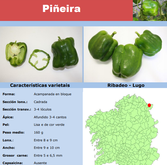 Xa pode producirse e venderse semente do pemento de Piñeira, tradicional en Ribadeo