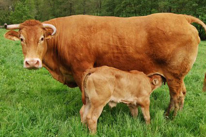Grave unha veterinaria tras ser corneada por unha vaca en Mondoñedo