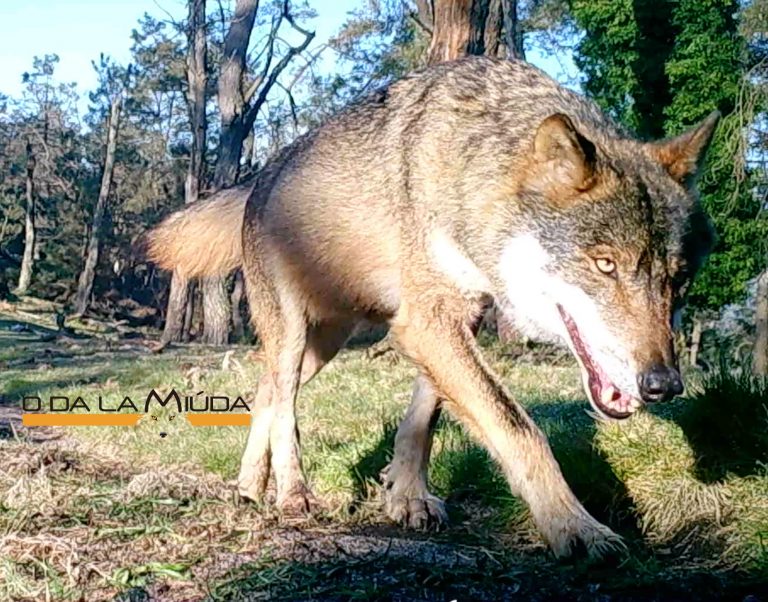 O PP de Viveiro pide o apoio dos alcaldes socialistas da provincia para evitar que o lobo sexa unha especie protexida