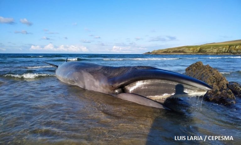 Morre unha balea boreal de 13 metros que varou viva en Tapia