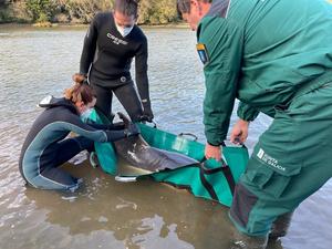 Aparece morto na praia do Cargadoiro o golfiño que rescataran e liberaran o martes en Ribadeo