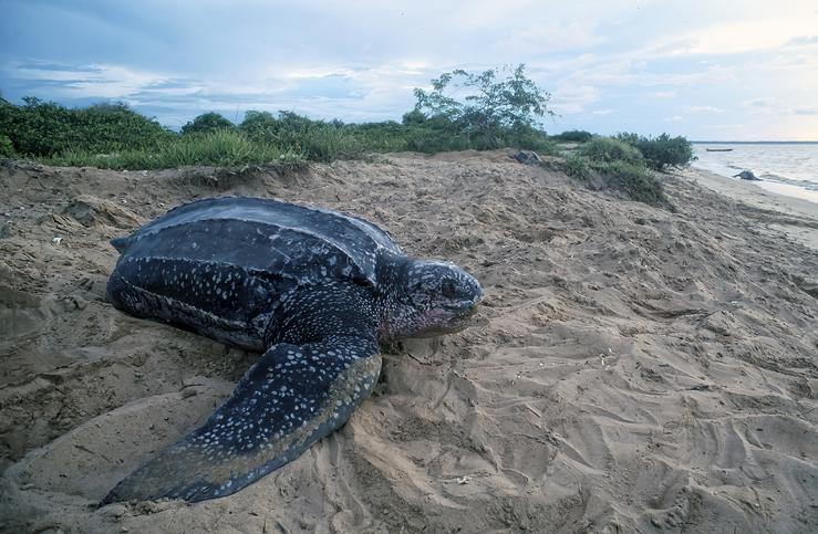 O parque eólico marítimo Breogán ameaza a catorce especies presentes na costa da Mariña